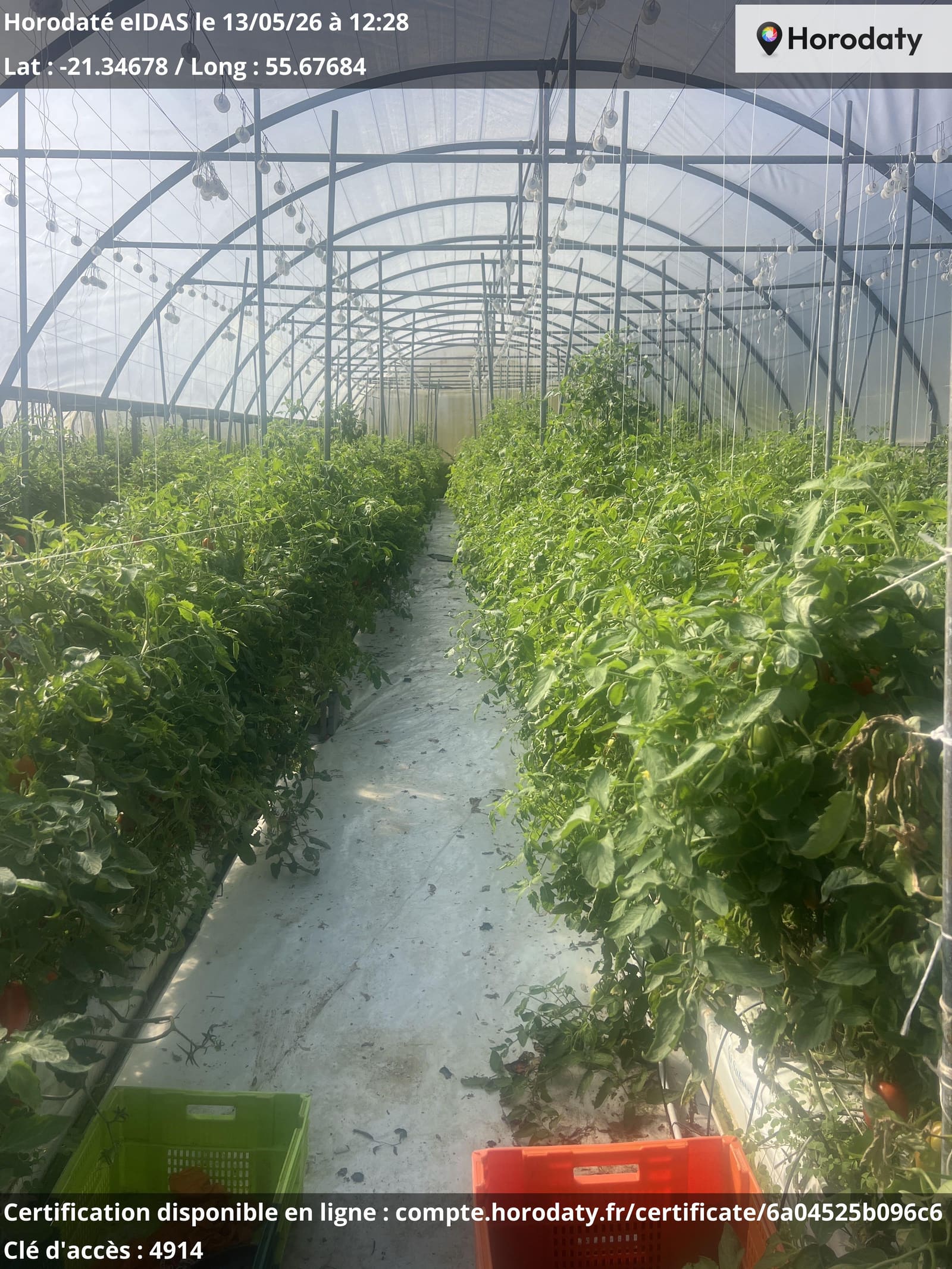 Culture de tomates sous serre.